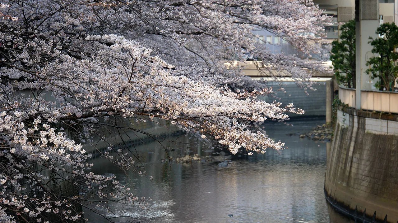 🏞️ 에도가와 구립 히라이 공원(에도가와쿠리츠 히라이코엔) 이미지 1